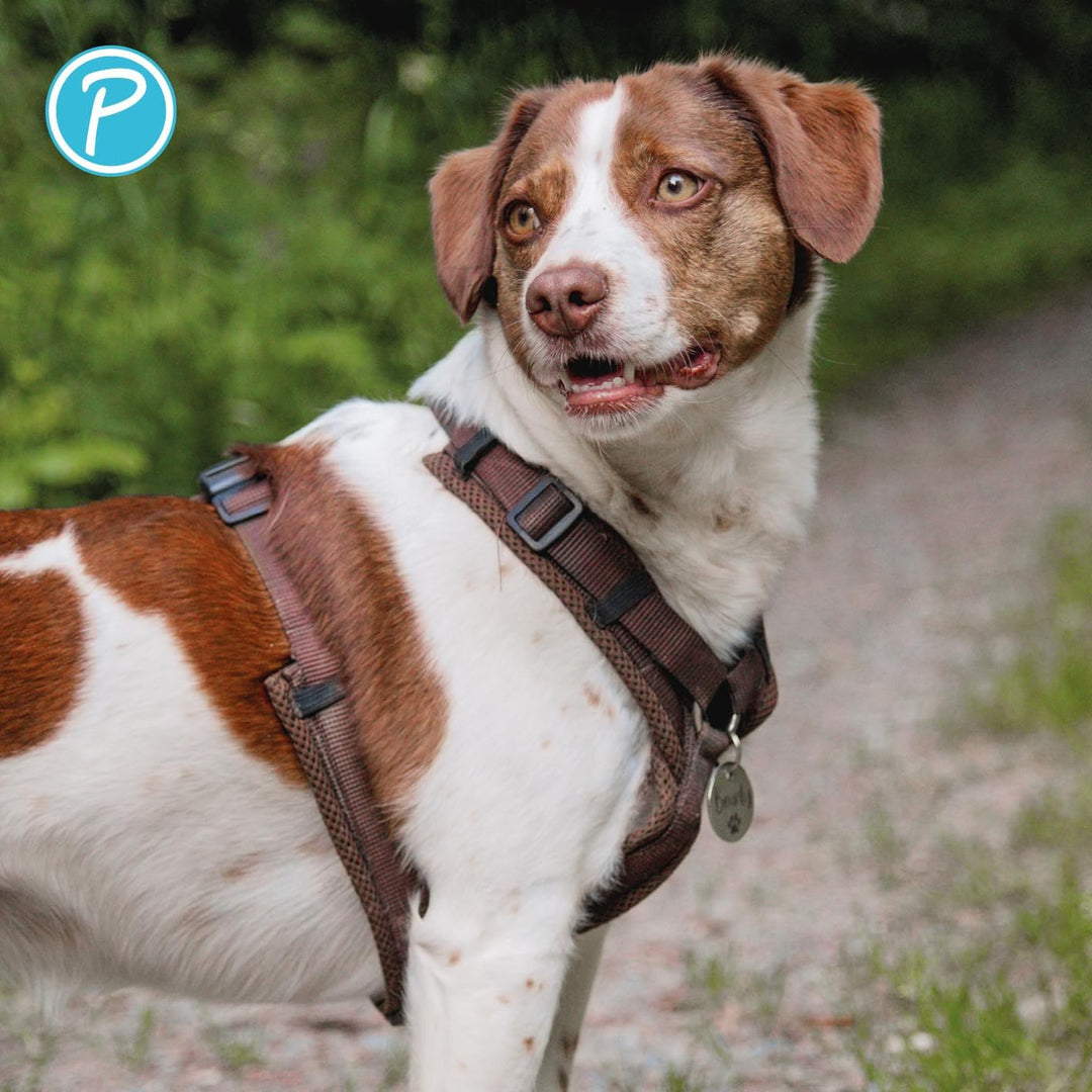 Petlando Hundegeschirr gepolstert, Mesh Y-Comfort, weich, stufenlos verstellbar, besonders leicht &amp;