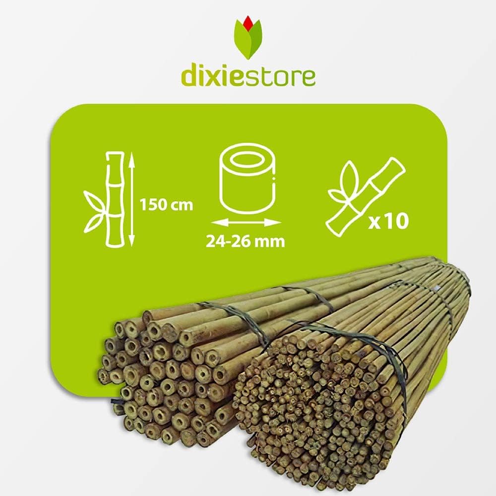 Dixiestore Bambusstäbe Set - Robuste Pflanzenstützen 150 cm x 24-26 mm - 10 Stück Holzstäbchen Rund