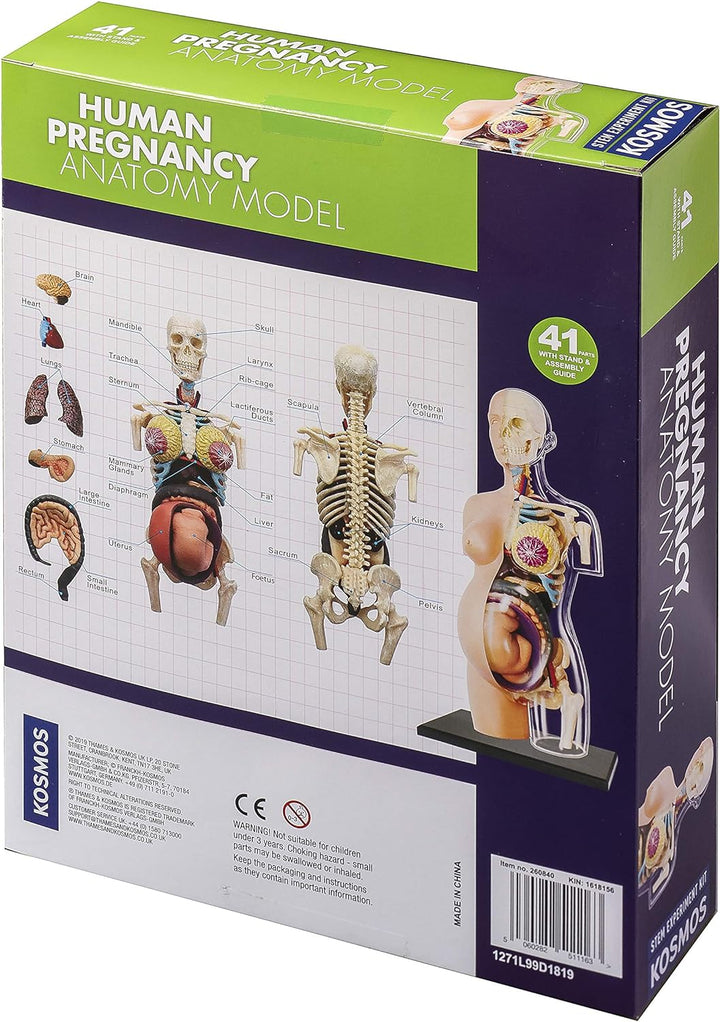 Thames & Kosmos , 260840, Human Pregnancy Anatomy Model, Learn About Human Pregnancy, 30+ Parts with