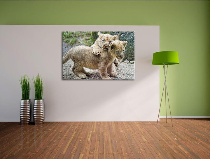 Pixxprint spielende Löwenjunge auf Leinwand, XXL riesige Bilder fertig gerahmt mit Keilrahmen, Kunst