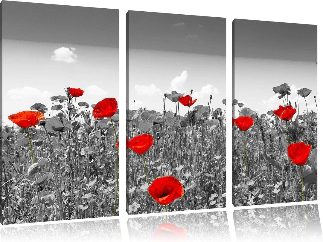 schöner rot leuchtender Mohn schwarz/weiss 3-Teiler Leinwandbild 120x80 Bild auf Leinwand, XXL riesi