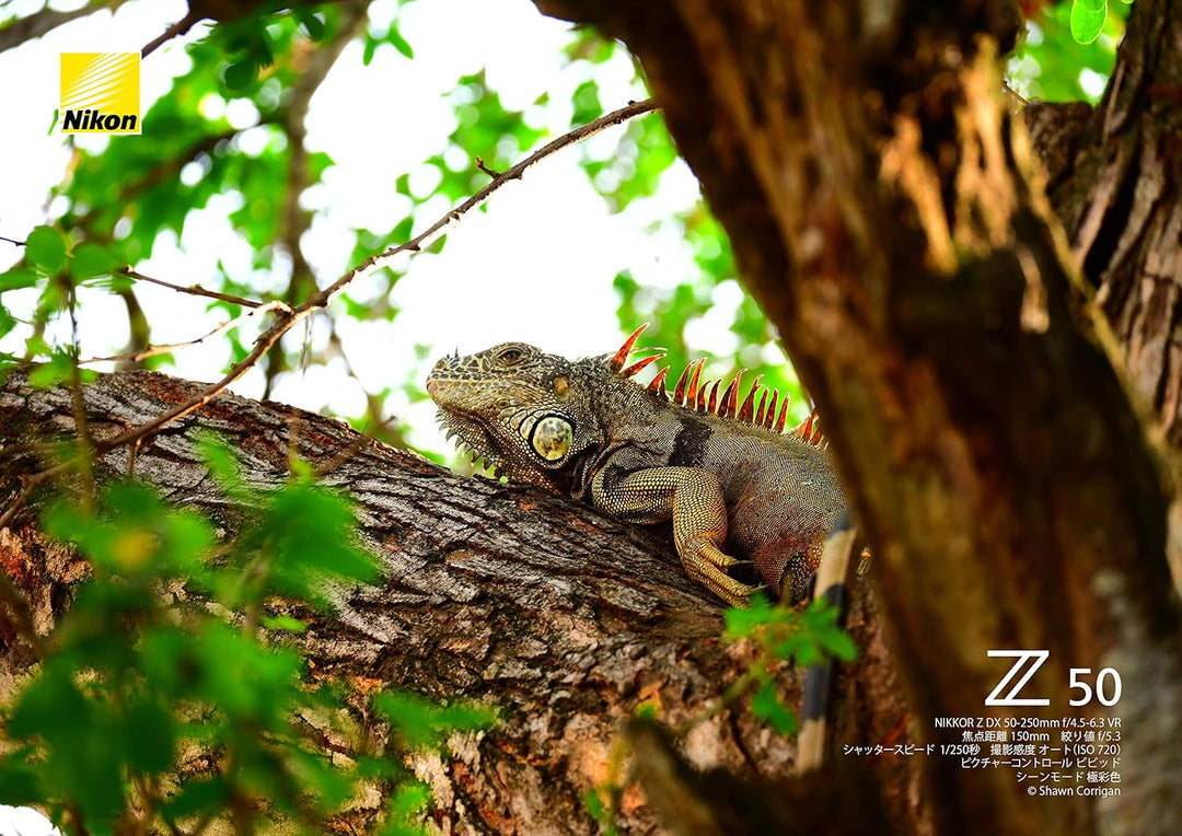 Nikon Nikkor Z DX 50-250mm f/4.5-6.3 VR Single, Single