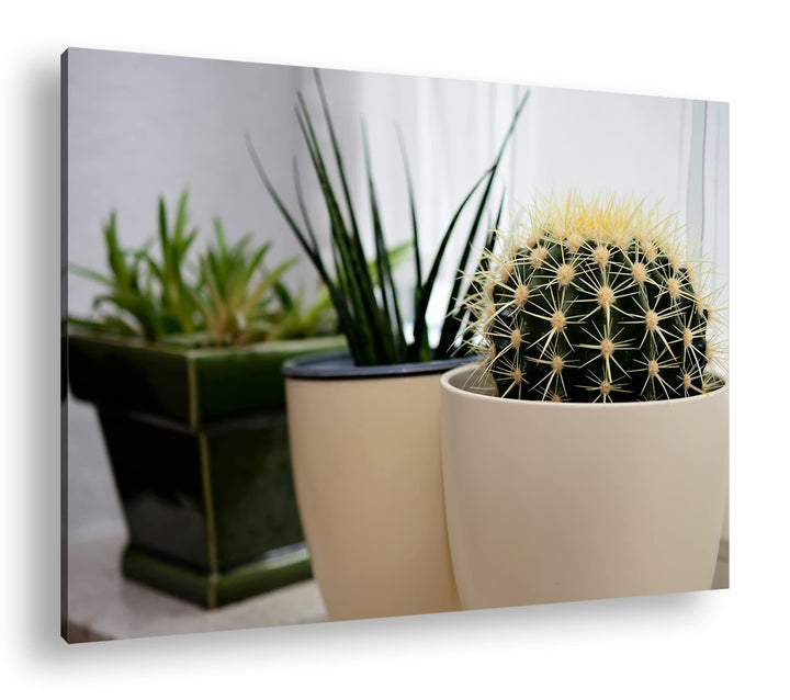 deyoli hausliche Pflanzen Format: 80x60 als Leinwandbild, Motiv fertig gerahmt auf Echtholzrahmen, H
