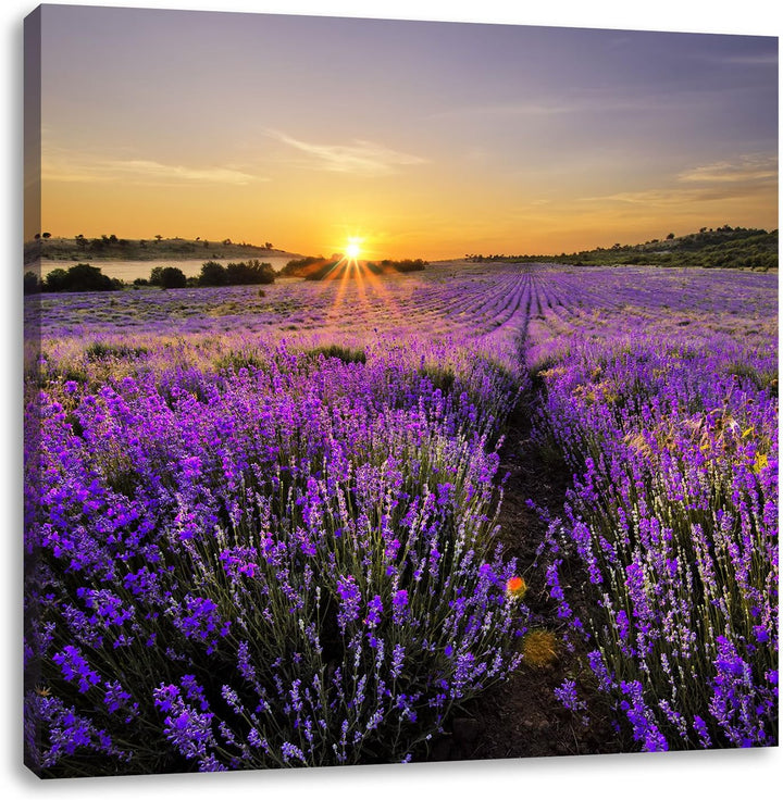 Lavendelfeld in Frankreich, Format: 70x70 auf Leinwand, XXL riesige Bilder fertig gerahmt mit Keilra