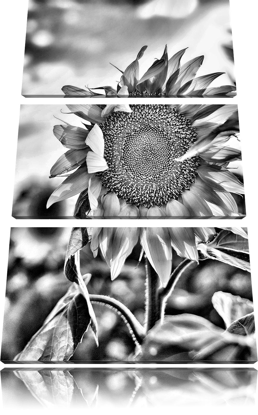 Pixxprint Monocrome, Sonnenblumen Sonnenblumenfeld Sonnenblumenkerne Sonnenschein 3-Teiler Leinwandb
