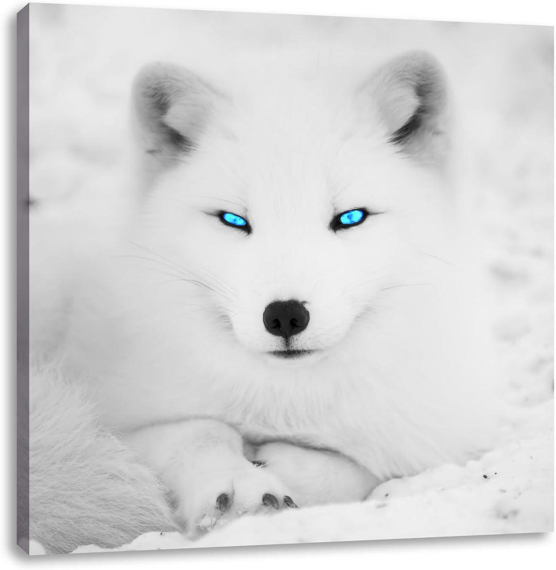 Pixxprint liegender Polarfuchs mit strahlenden Augen schwarz/weiss, Format: 70x70 auf Leinwand, XXL