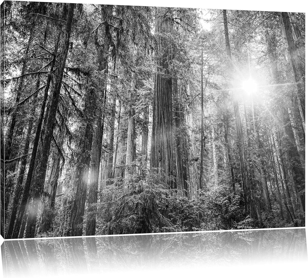 Pixxprint Wald bei Sonnenlicht als Leinwandbild/Grösse: 100x70 / Wandbild/Kunstdruck/fertig bespannt