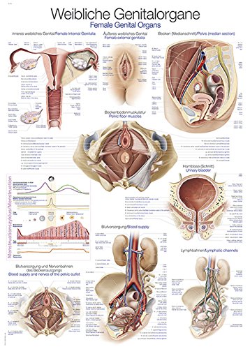 Lehrtafel"Weibliches Genital", 70x100cm