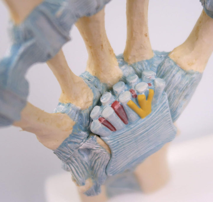 3B Scientific Menschliche Anatomie - Modell des Handskeletts mit Bändern und Karpaltunnel + kostenlo