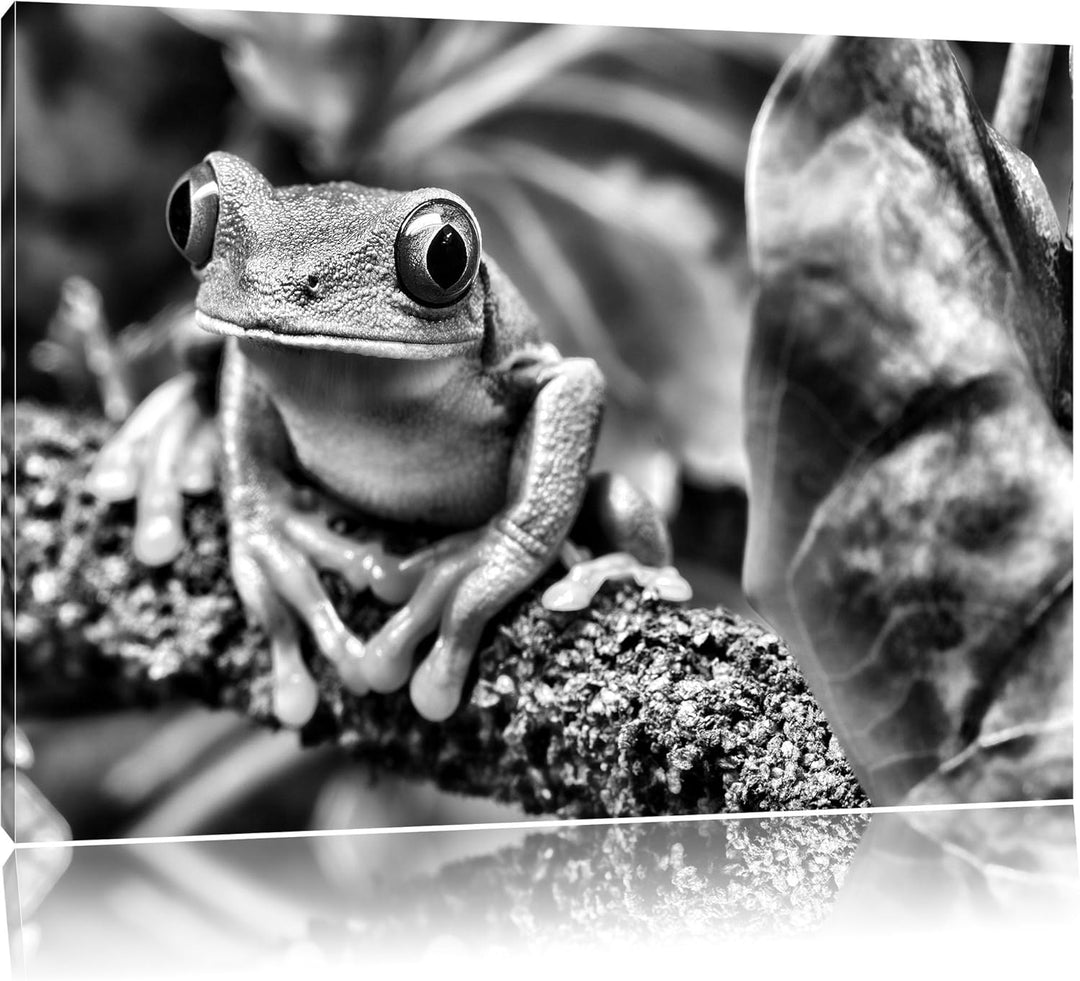 Pixxprint Rotaugenlaubfrosch auf AST als Leinwandbild/Grösse: 100x70 / Wandbild/Kunstdruck/fertig be