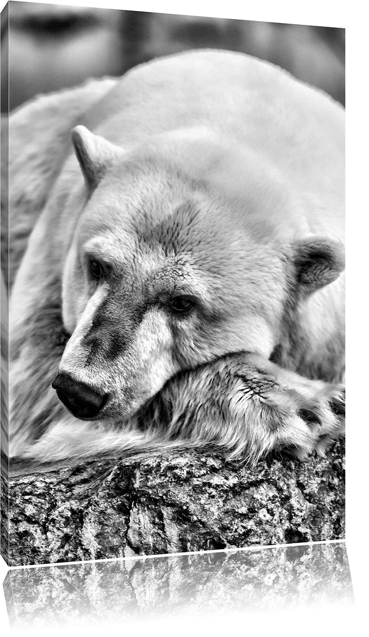 Pixxprint schlafender Eisbär / 100x70cm Leinwandbild bespannt auf Holzrahmen/Wandbild Kunstdruck Dek