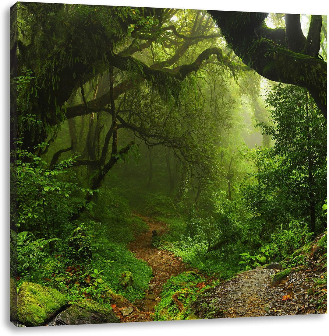 Mystischer Regenwald, Format: 70x70 auf Leinwand, XXL riesige Bilder fertig gerahmt mit Keilrahmen,