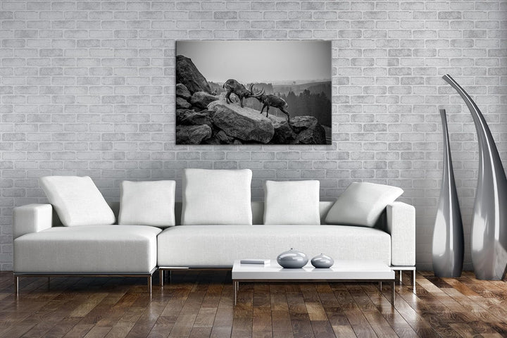 deyoli zwei kämpfende Steinböcke Format: 60x40 Effekt: Schwarz/Weiss als Leinwand, Motiv fertig gera