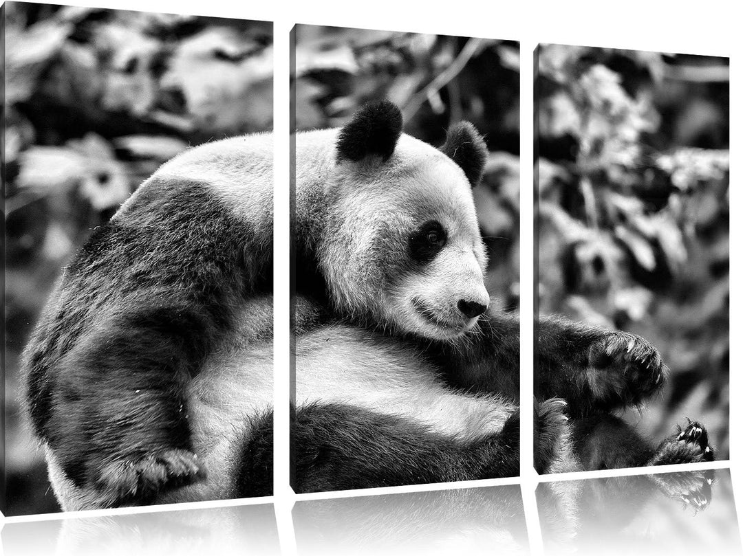Pixxprint Monocrome, niedlicher Pandabär 3-Teiler Leinwandbild 120x80 Bild auf Leinwand