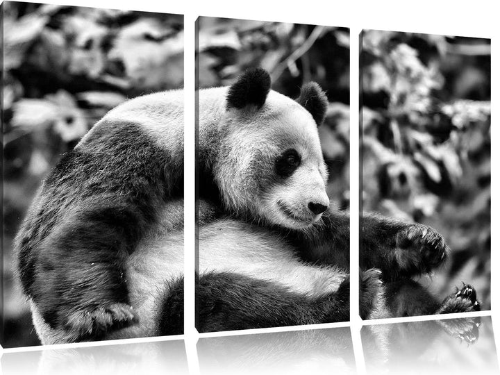 Pixxprint Monocrome, niedlicher Pandabär 3-Teiler Leinwandbild 120x80 Bild auf Leinwand