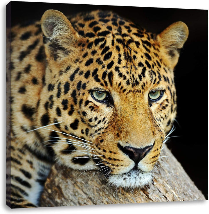 Pixxprint Ruhiger Leopard, Format: 70x70 auf Leinwand, XXL riesige Bilder fertig gerahmt mit Keilrah