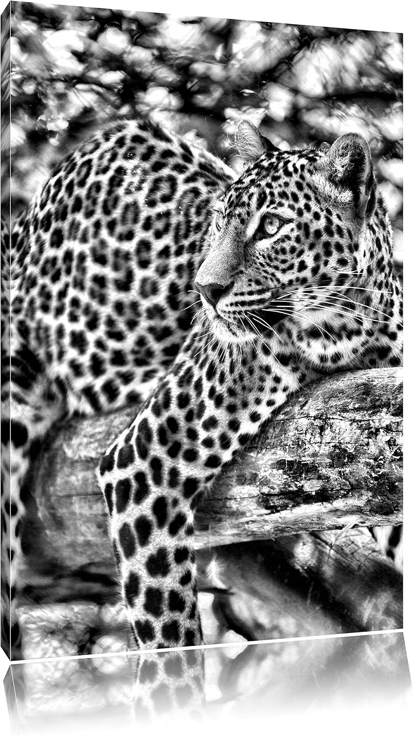 Pixxprint Leopard auf AST / 100x70cm Leinwandbild bespannt auf Holzrahmen/Wandbild Kunstdruck Dekora