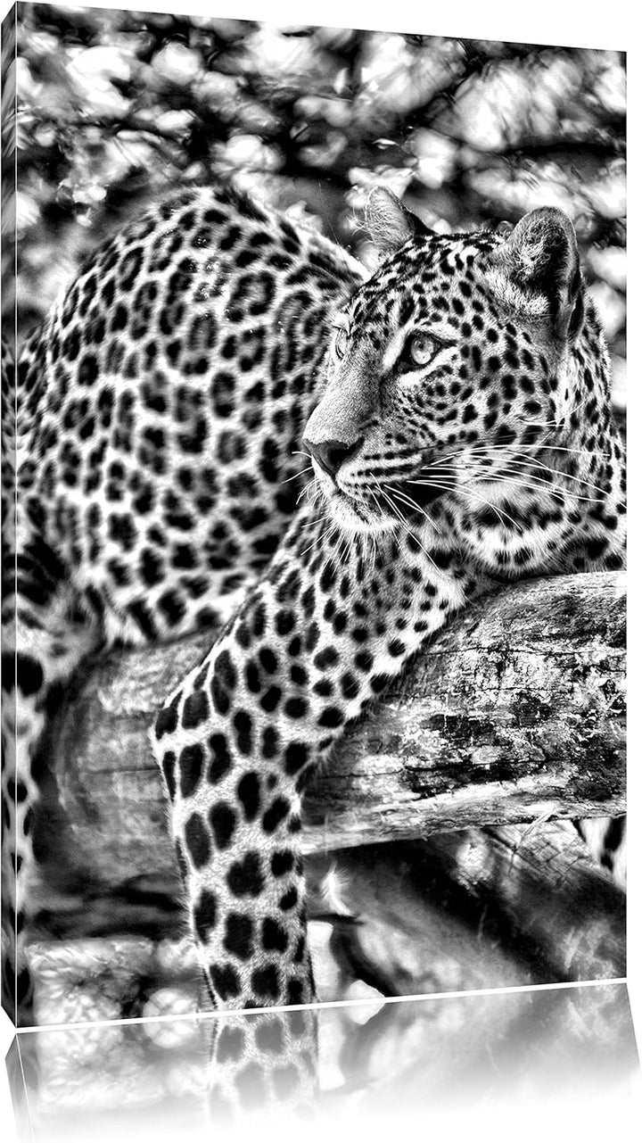 Pixxprint Leopard auf AST / 100x70cm Leinwandbild bespannt auf Holzrahmen/Wandbild Kunstdruck Dekora