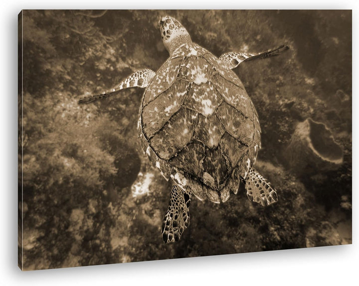 deyoli anmutige Schildkröte Format: 80x60 Effekt: Sepia als Leinwandbild, Motiv fertig gerahmt auf E