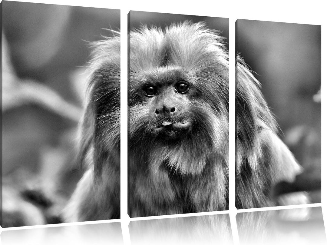 Pixxprint Goldgelbes Löwenäffchen als Leinwandbild/Grösse: 3 Teilig (120x80) / Wandbild/Kunstdruck/f
