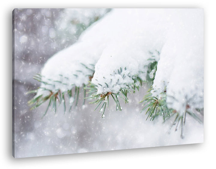 deyoli Schneebedeckte Kiefernzweige Format: 80x60 als Leinwandbild, Motiv fertig gerahmt auf Echthol