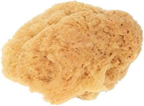 Natuur Spons voor de schilder 18 - 20 cm diameter