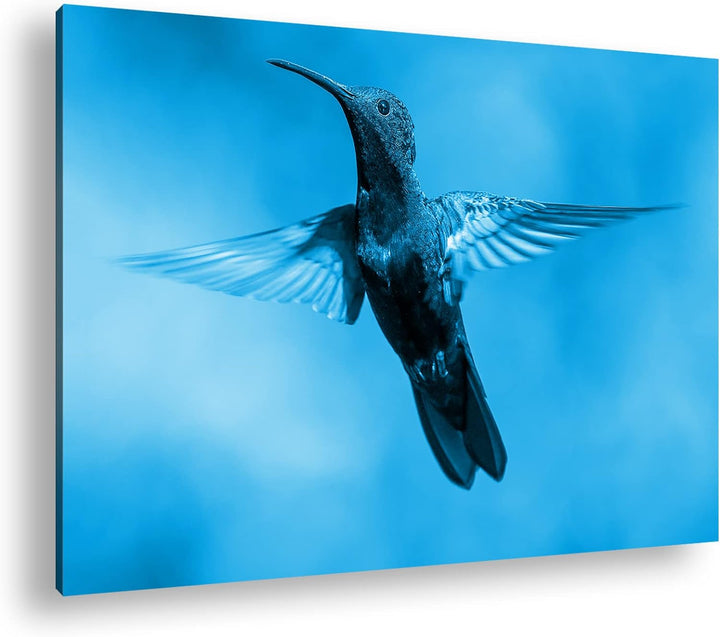 deyoli flinker Kolibri Format: 80x60 Effekt: Monocrome Blau als Leinwand, Motiv fertig gerahmt auf E