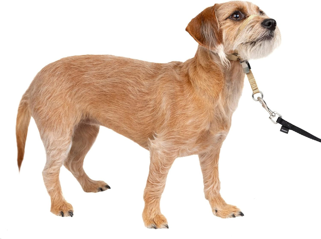 PetSafe Sanfter Führer Halsband mit Trainings-DVD beige Small (Pack of 1), beige Small (Pack of 1)