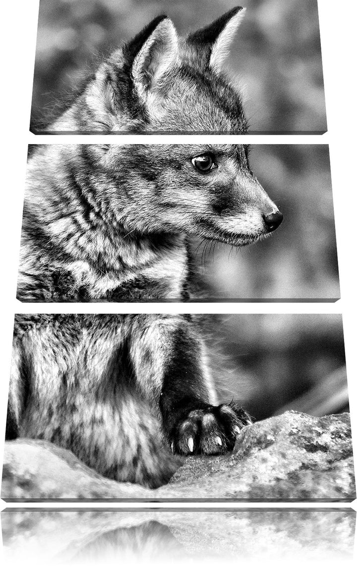 Pixxprint junger Fuchs als Leinwandbild/Grösse: 3 Teilig (120x80) / Wandbild/Kunstdruck/fertig bespa