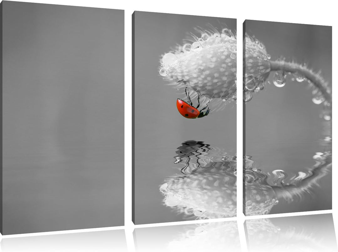 Pixxprint Marienkäfer Mohnblume als Leinwandbild/Grösse: 3 Teilig (120x80 cm) cm/Wandbild/Kunstdruck