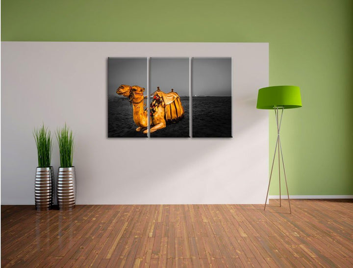Pixxprint Kamel in Ägypten als Leinwandbild/Grösse: 3 Teilig (120x80 cm) cm/Wandbild/Kunstdruck/fert