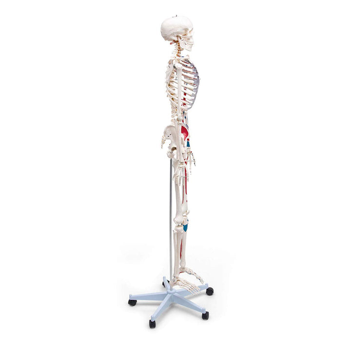 Elementary Anatomy Skelett - Mike, das Budget-Muskelskelett &amp; Ursprüngen - Schulungsmaterialien - Ha