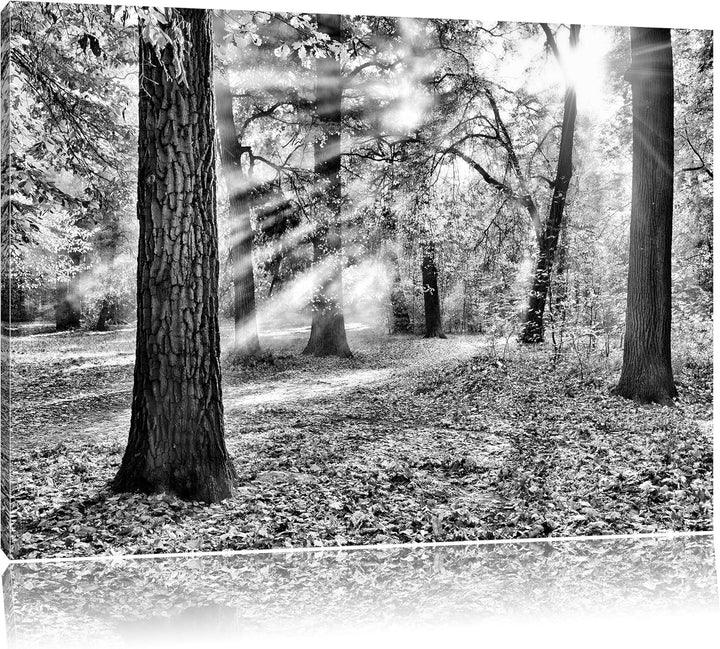 Pixxprint Monocrome, Sonnenstrahlen im Wald, Format: 100x70 auf Leinwand, 100x70
