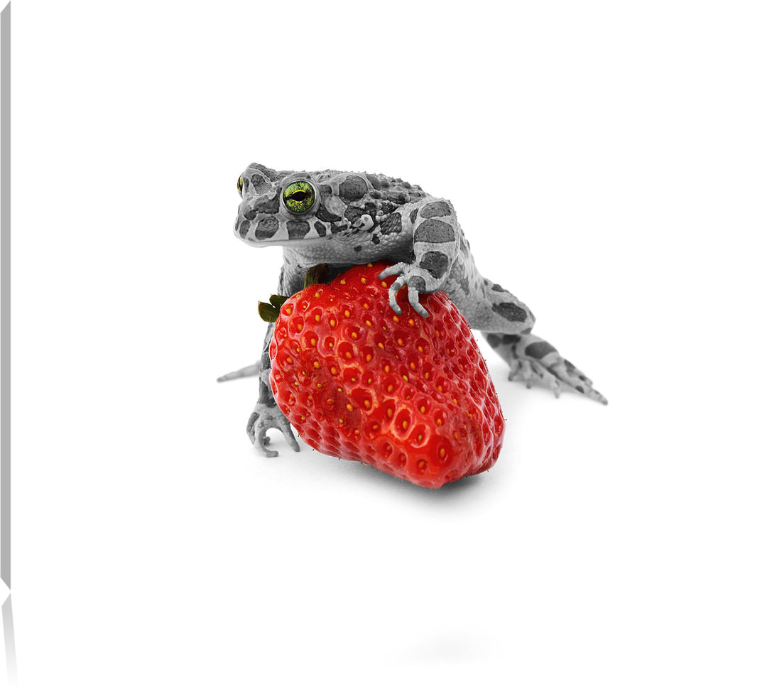 kleiner Frosch auf Erdbeere schwarz/weiss Format: 100x70 auf Leinwand, XXL riesige Bilder fertig ger