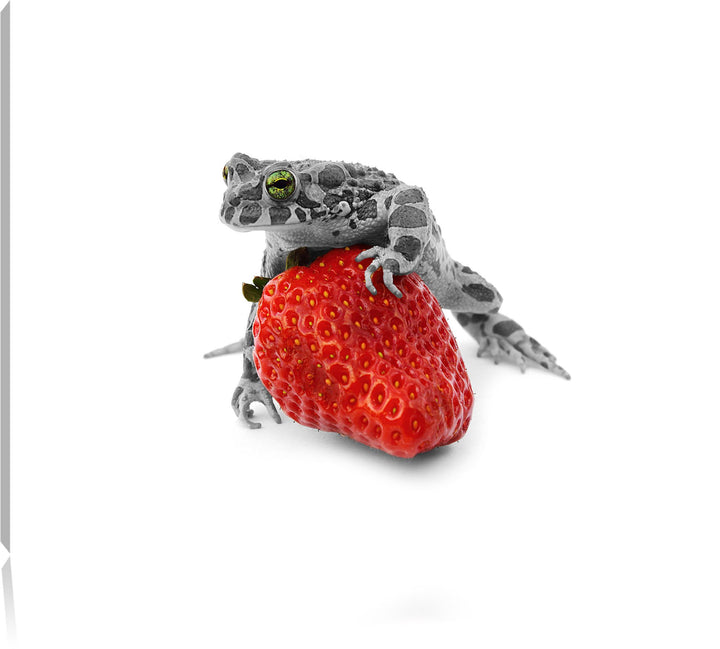 kleiner Frosch auf Erdbeere schwarz/weiss Format: 100x70 auf Leinwand, XXL riesige Bilder fertig ger