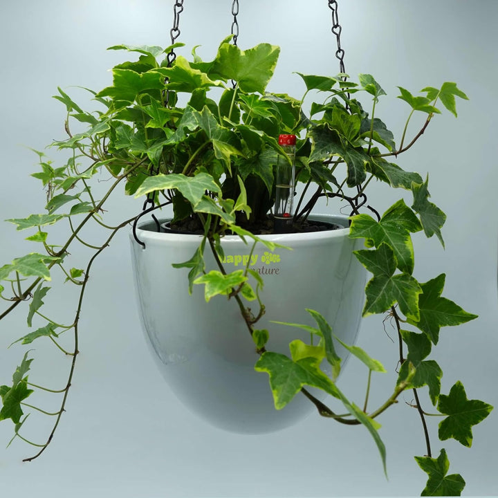 happy nature Set4 4 teilig Keramik Blumenampel Venus 13/12 Weiss Ø 17.5 cm H 15 cm für Erdpflanzen