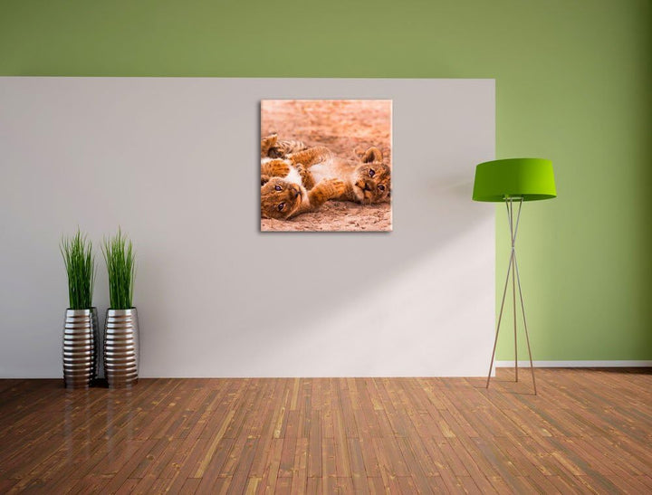 Spielende Löwenjungen, Format: 70x70 auf Leinwand, XXL riesige Bilder fertig gerahmt mit Keilrahmen,