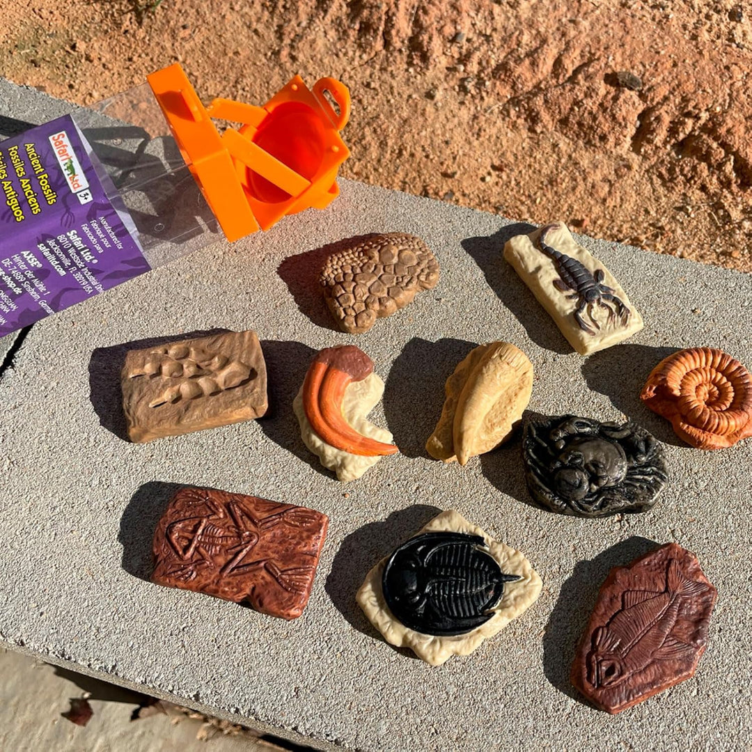 Safari Ltd. antike Fossilien TOOB - Figuren: Dinosaurier-Fussabdruck, Riesenkrabbe, Ammonit, Raptor-