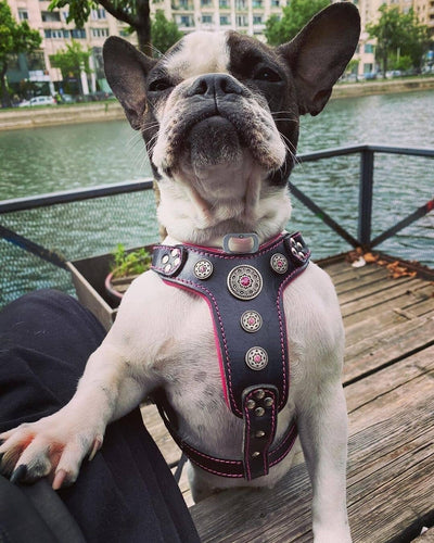 Bestia ''Bijou'' Leder Brustgeschirr für Kleine bis Mittelgrosse Hunde. 100% Leder. Handgefertigt. T