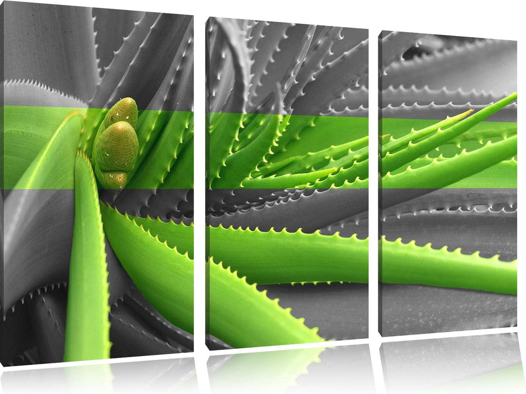 Pixxprint grüne Aloe Vera Pflanze als Leinwandbild | Grösse: 3 Teilig (120x80) | Wandbild| Kunstdruc