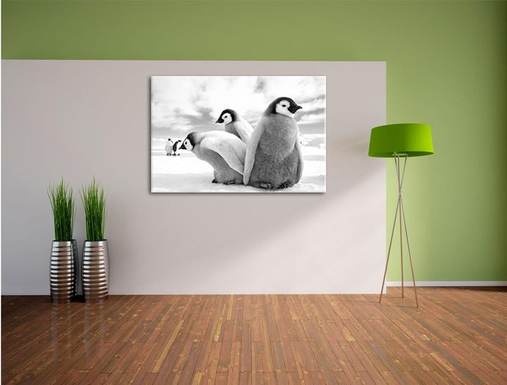 Pixxprint Kaiserpinguin Gruppe / 100x70cm Leinwandbild bespannt auf Holzrahmen/Wandbild Kunstdruck D