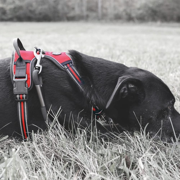 Ganzoo Hundegeschirr als verstellbares Brustgeschirr, Grösse S Neongelb, gepolstert mit atmungsaktiv