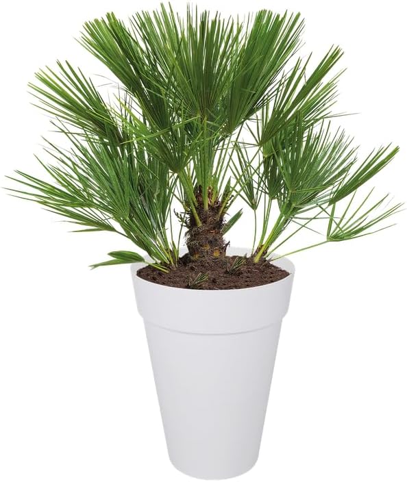 elho loft urban Rund Hoch 35 Blumentopf – Runder Blumentopf in Weiss – Stilvolle Dekoration für den