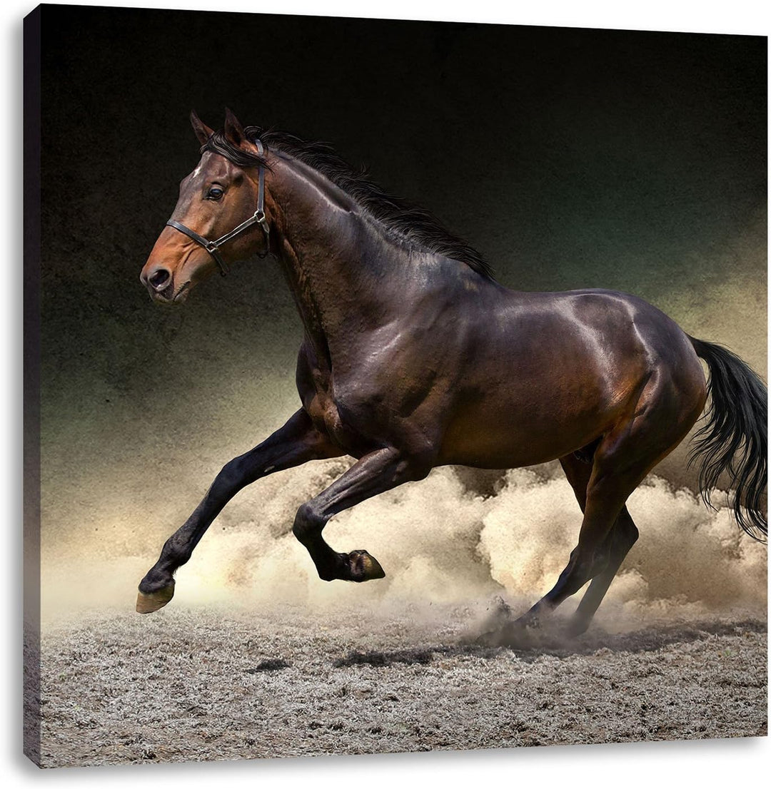 Anmutiges dunkles Pferd, Format: 70x70 auf Leinwand, XXL riesige Bilder fertig gerahmt mit Keilrahme