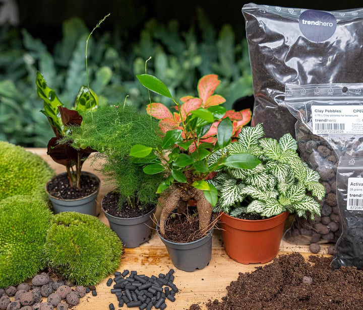 Pflanzenterrarienpaket - 5 Terrarienpflanzen - Calathea Lancifolia - Bonsai - Spargel - Nachfüll- un