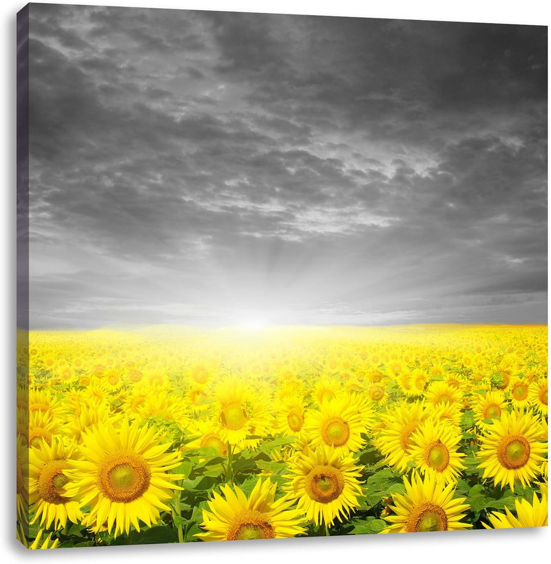Pixxprint Sonnenblumen Sonnenuntergang als Leinwandbild/Grösse: 70x70 cm/Wandbild/Kunstdruck/fertig