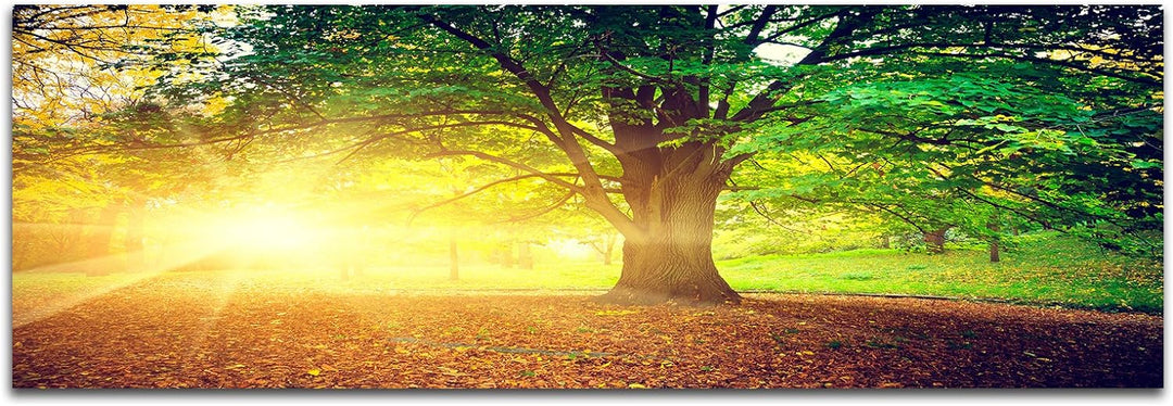 Paul Sinus Art Panoramabild auf Leinwand und Keilrahmen 120x40cm Bäume Park Herbst Blätter Sonnenstr