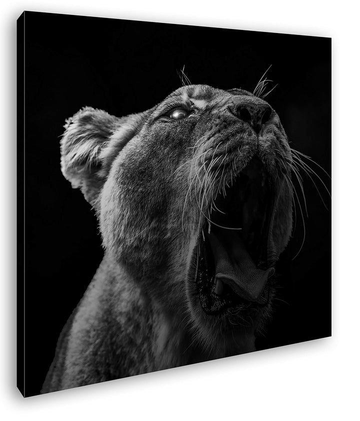 deyoli Dark stolze Löwin Format: 60x60 Effekt: Schwarz&Weiss als Leinwandbild, Motiv fertig gerahmt