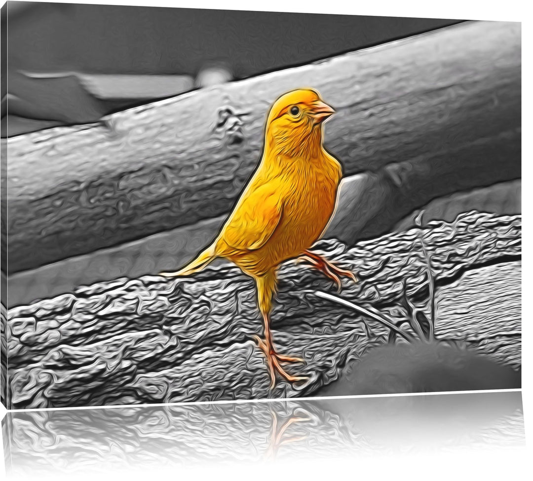 kleiner wachsamer Kanarienvogel schwarz/weiss Deluxe Format: 100x70 cm auf Leinwand, XXL riesige Bil