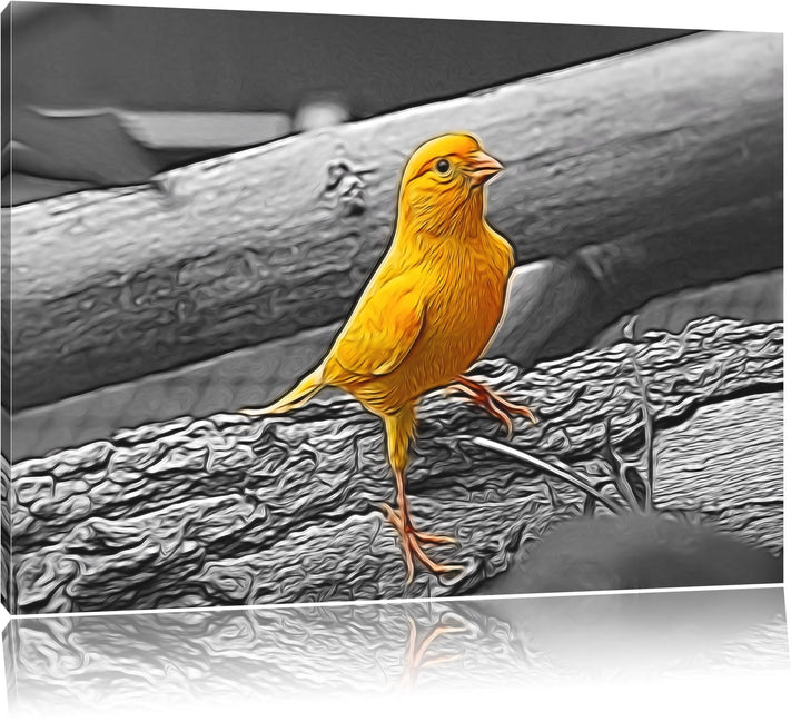 kleiner wachsamer Kanarienvogel schwarz/weiss Deluxe Format: 100x70 cm auf Leinwand, XXL riesige Bil
